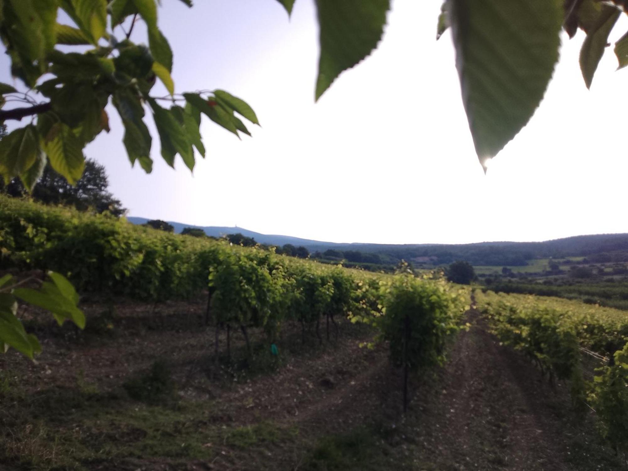 Les Gites Du Mont Ventoux Bédoin Exterior foto